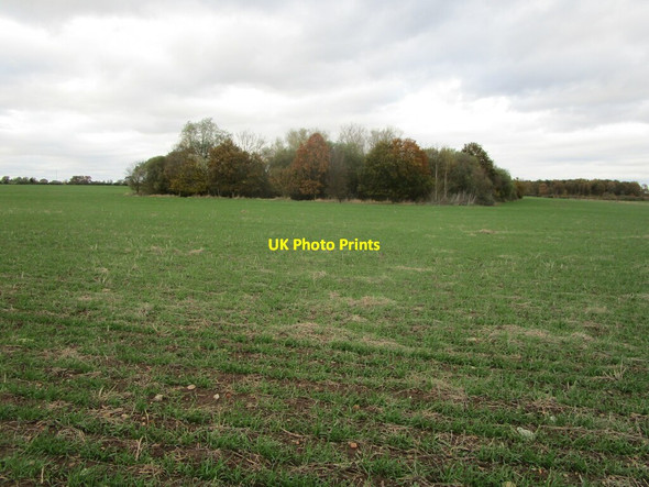 Photo 6"x4" Copse near High Green High Green\/SO8745 c2021