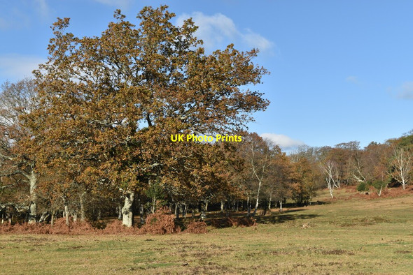 Photo 6"x4" Woodland margin west of Ashurst Lodge Ashurst\/SU3310 c2021