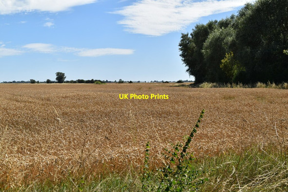 Photo 6"x4" Ripened wheat Snave c2020