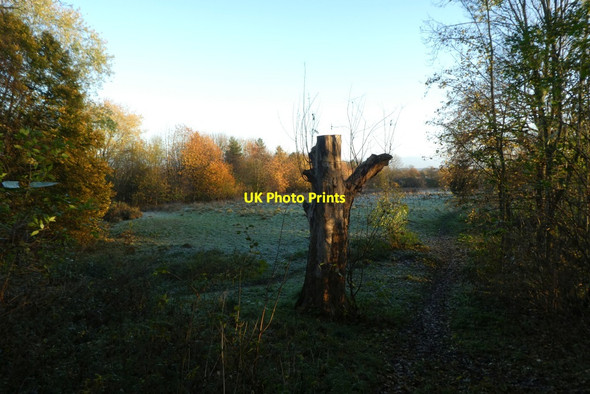 Photo 6"x4" Tree trunk near the water tower Heslington c2021