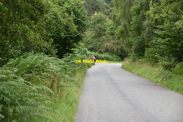 Photo 6"x4" Wooded minor road Faskally c2021