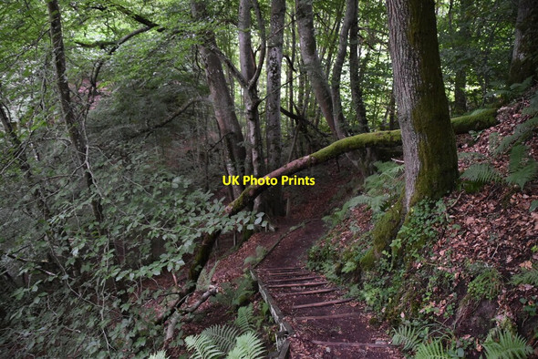 Photo 6"x4" Woodland footpath Pitlochry c2021