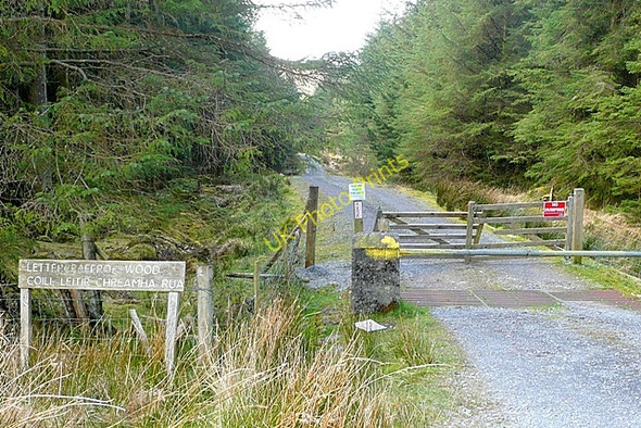 Photo 6"x4" Coill Leitir Creamha Rua (Lettercraffroe Wood) Oughterard c2009