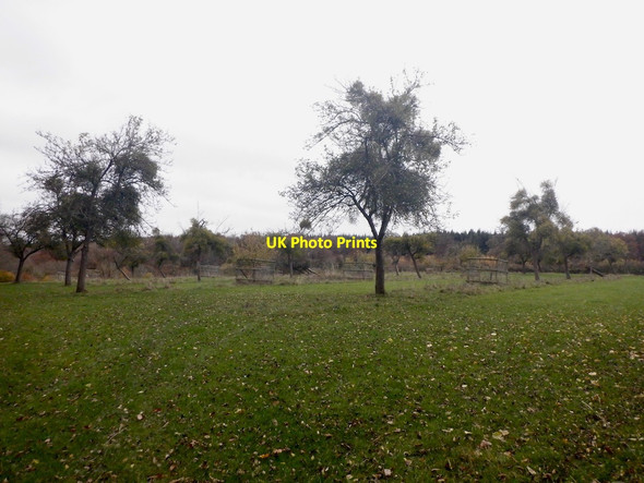 Photo 6"x4" Orchard, Joanshill Farm Checkley\/SO5938 c2021