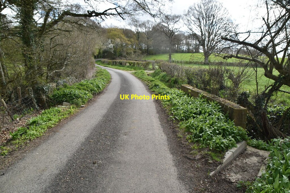 Photo 6"x4" Wassall Lane Great Job's Cross c2021