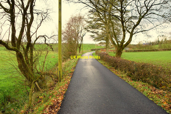 Photo 6"x4" Trees along Tullycunny Road Fintona c2021