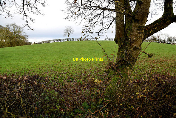 Photo 6"x4" Tree and hedge, Kiltamnagh Fintona c2021
