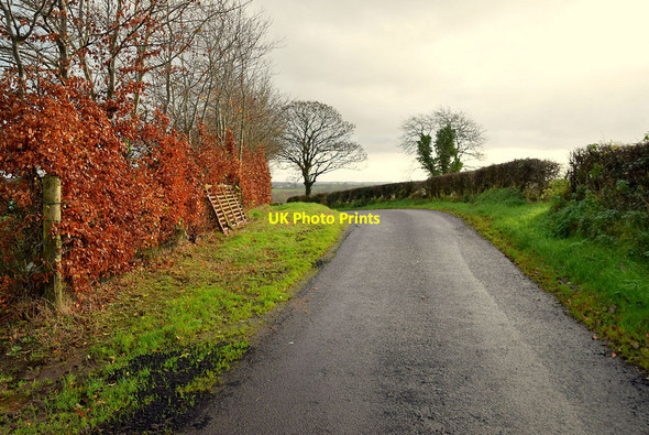 Photo 6"x4" Copper beech along Edergole Road Fintona c2021