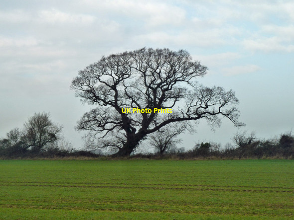Photo 6"x4" Hedgerow tree Lidsey c2012