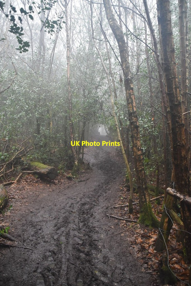 Photo 6"x4" Greensand Way French Street c2021