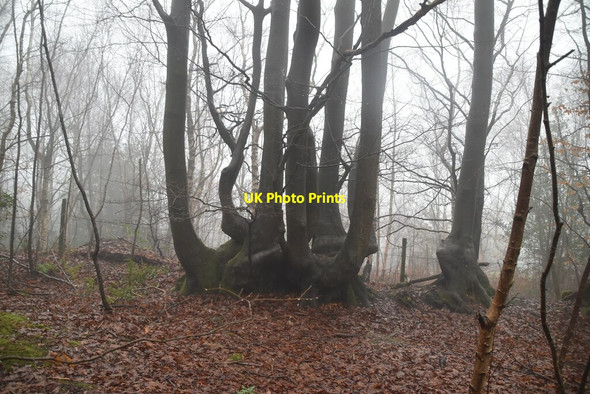 Photo 6"x4" Coppicing, Hosey Common French Street c2021
