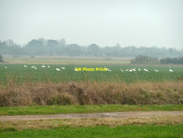 Photo 6"x4" A field of swans, Barnham Saxby\/SU9603 c2012
