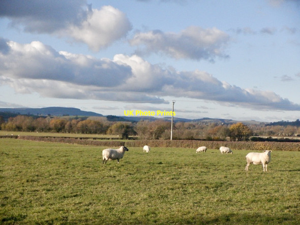 Photo 6"x4" Sheep, Leinthall Starkes Leinthall Starkes c2021