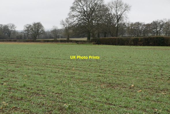 Photo 6"x4" Young winter wheat Borough Green c2021