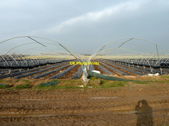 Photo 6"x4" Market gardening Lidsey c2012