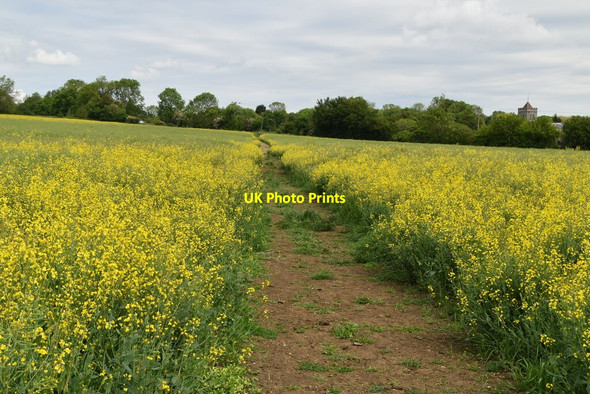 Photo 6"x4" Chain Walk Hay Green\/TL3436 c2021