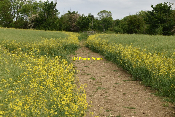 Photo 6"x4" Chain Walk Hay Green\/TL3436 c2021