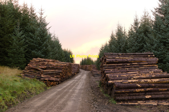 Photo 6"x4" Log piles in Wark Forest Cairnglastenhope\/NY7580 c2021