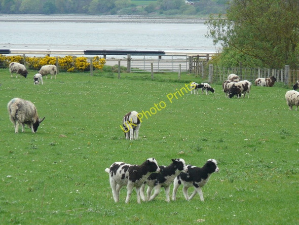 Photo 6"x4" Jacob sheep and lambs, near Nigg. Nigg\/NH8071 c2009