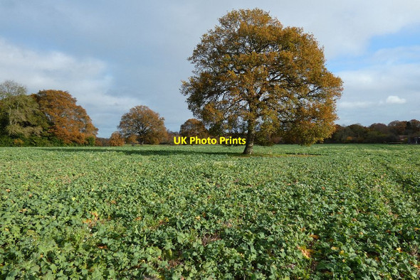 Photo 6"x4" Farmland, Rotherwick Rotherwick c2021