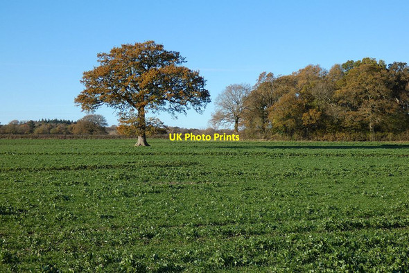 Photo 6"x4" Farmland, Sherborne St John Sherborne St John c2021
