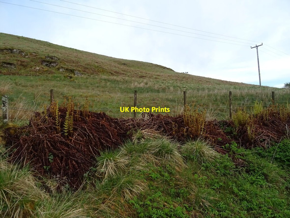 Photo 6"x4" Grazing beside the B769 Netherplace c2021