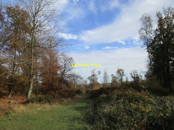 Photo 6"x4" Grassy track, Forest of Dean near Cinderford Ruspidge c2021