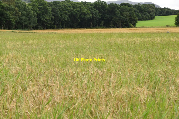Photo 6"x4" Field of barley Pitlochry c2021