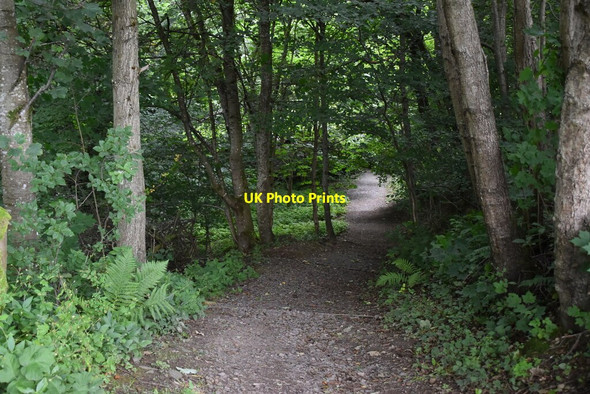 Photo 6"x4" Woodland footpath Pitlochry c2021