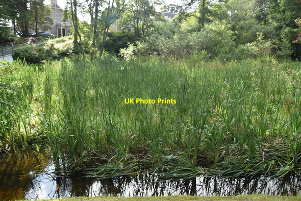 Photo 6"x4" Pond by West Moulin Rd Pitlochry c2021