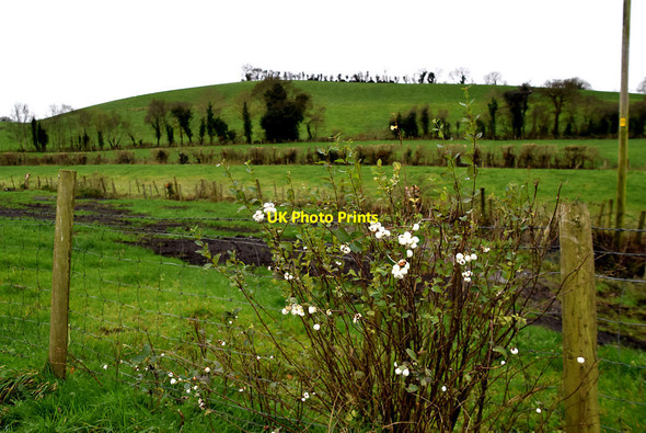 Photo 6"x4" Snowberries, Mullaghmore Omagh c2021