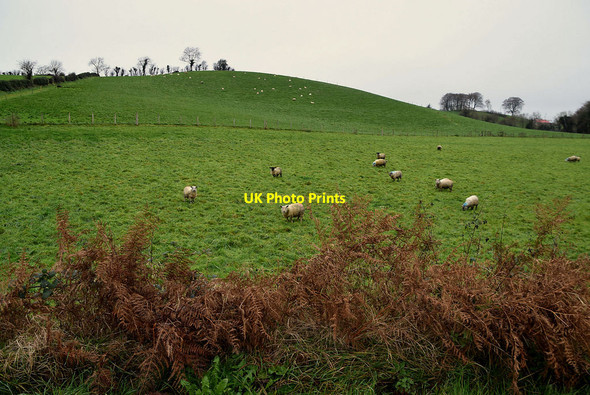 Photo 6"x4" Sheep on a low hill, Rakeeragh Omagh c2021