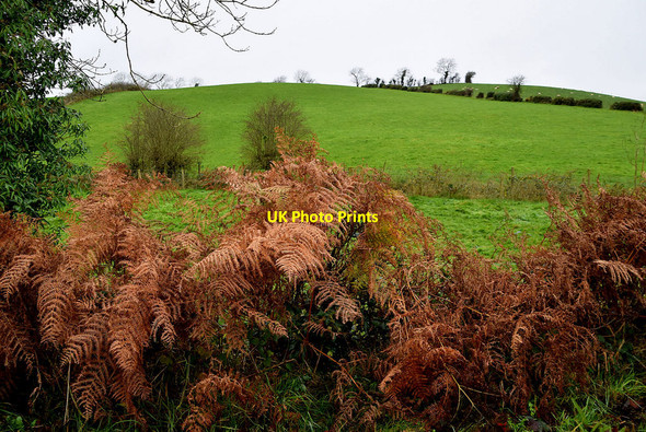 Photo 6"x4" Bracken, Rakeeragh Omagh c2021