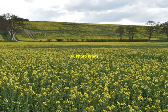Photo 6"x4" Oilseed rape Tenterden c2021