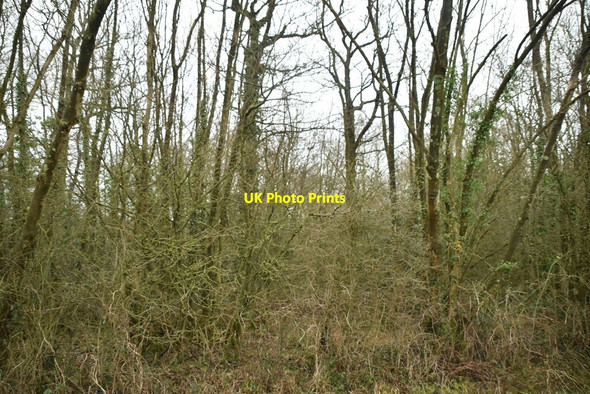 Photo 6"x4" Ruffits Wood Borough Green c2021