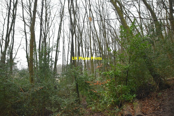 Photo 6"x4" Oldbury Woods Oldbury\/TQ5856 c2021