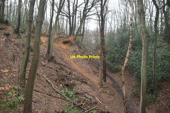 Photo 6"x4" Oldbury Woods Oldbury\/TQ5856 c2021 P1