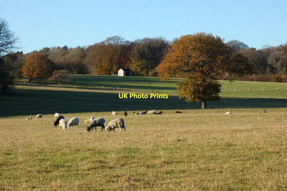 Photo 6"x4" Pasture, Long Sutton Well\/SU7646 c2021