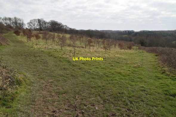 Photo 6"x4" Two footpaths Burwash Weald c2021