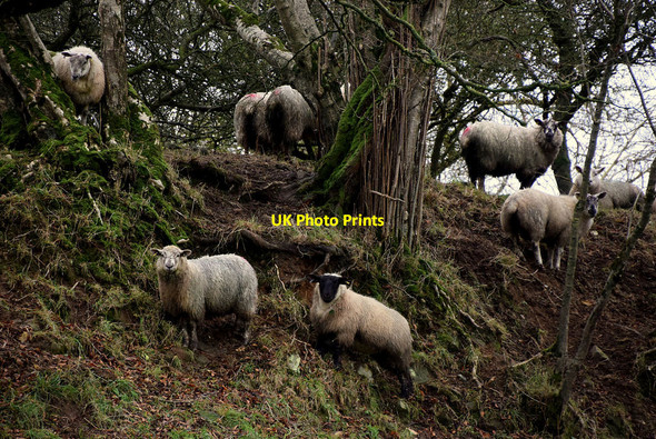 Photo 6"x4" Invading sheep, Deer Park Omagh c2021