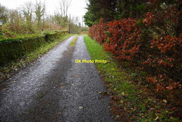 Photo 6"x4" Colourful hedge along Botera Road Omagh c2021