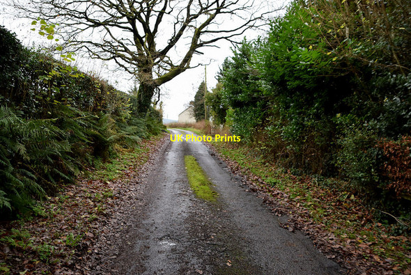 Photo 6"x4" Large tree along Botera Road Omagh c2021
