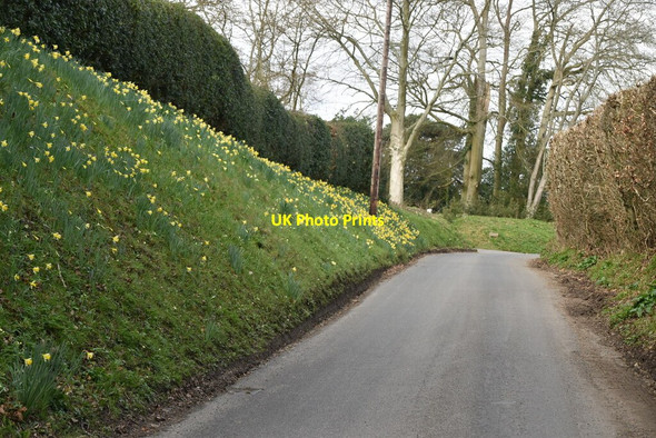 Photo 6"x4" Daffodils on Spring Lane Southover\/TQ6525 c2021