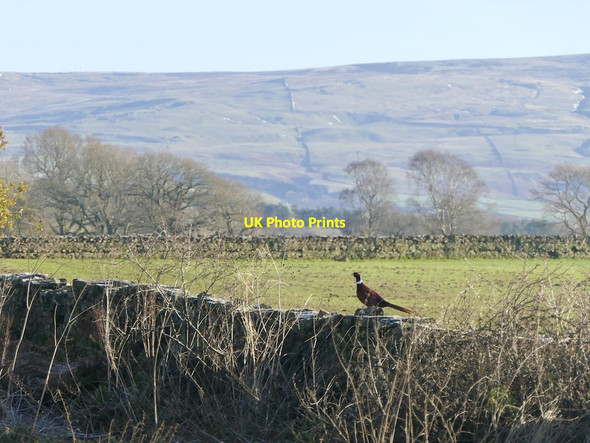 Photo 6"x4" Pheasant on a dyke Dale\/NY5444 c2021