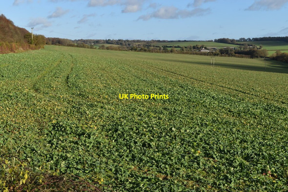 Photo 6"x4" Field east of Bighton Hill North Street\/SU6433 c2021
