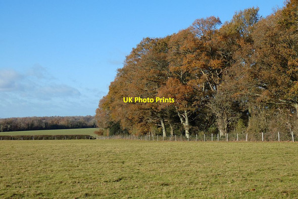 Photo 6"x4" Pasture, Tunworth Tunworth c2021