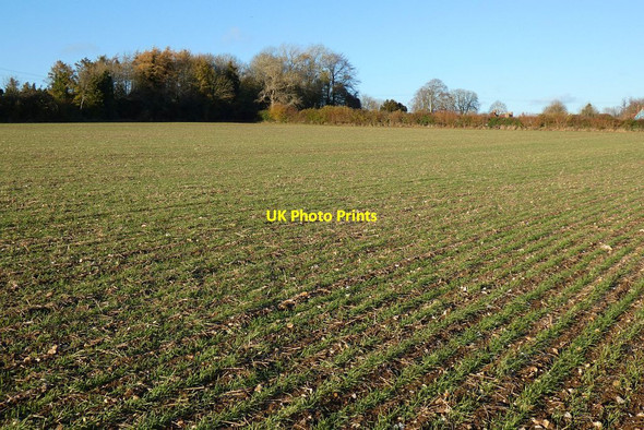 Photo 6"x4" Farmland, South Warnborough South Warnborough c2021 P1