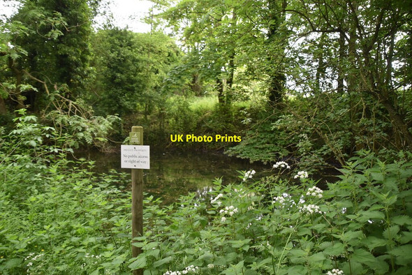 Photo 6"x4" Small wooded pond Therfield c2021