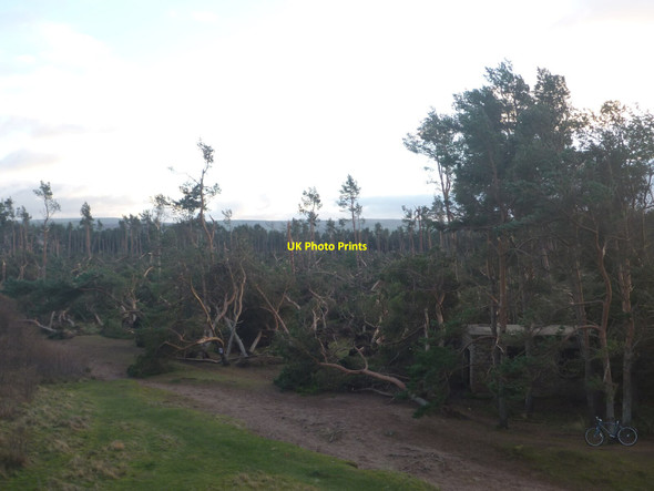 Photo 6"x4" East Lothian Landscape : Storm Damage At Hedderwick Hill Plantation West Barns c2021