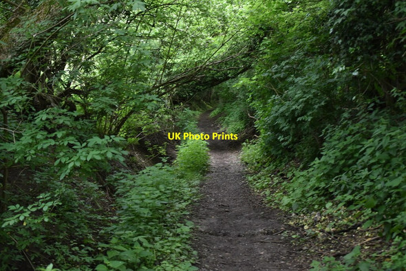 Photo 6"x4" Chain Walk Therfield c2021